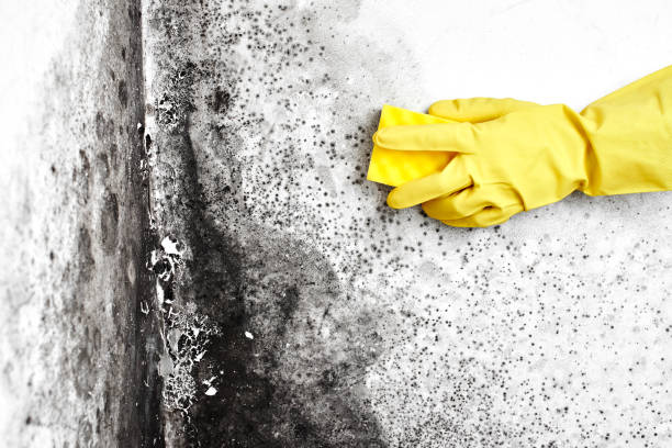 Best Airborne Mold Testing  in Newton Falls, OH